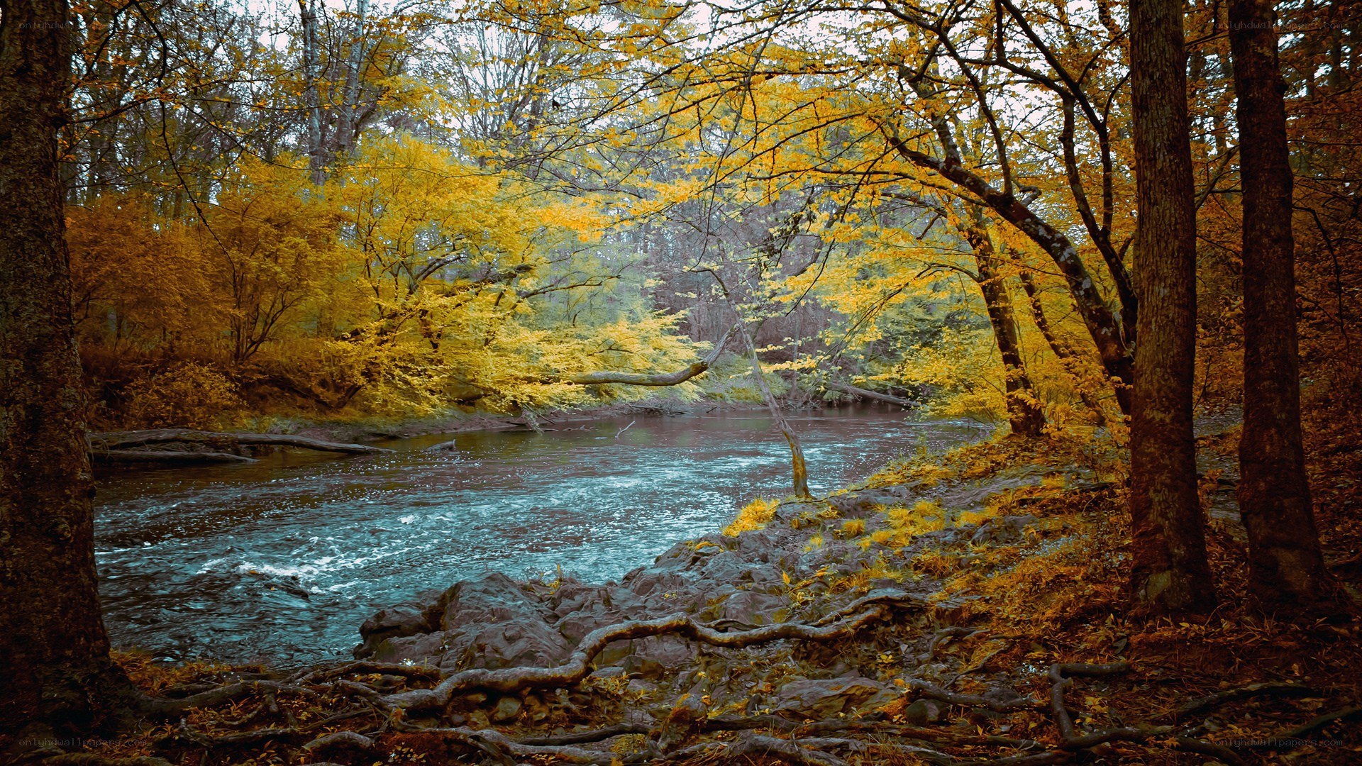 Autumn forest river scene