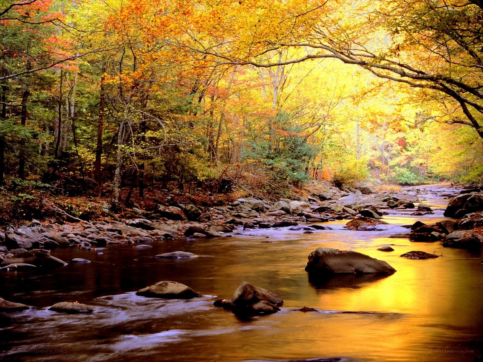 Autumn forest river scene