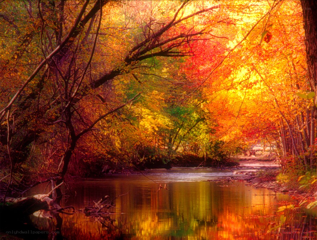 Autumn forest river scene