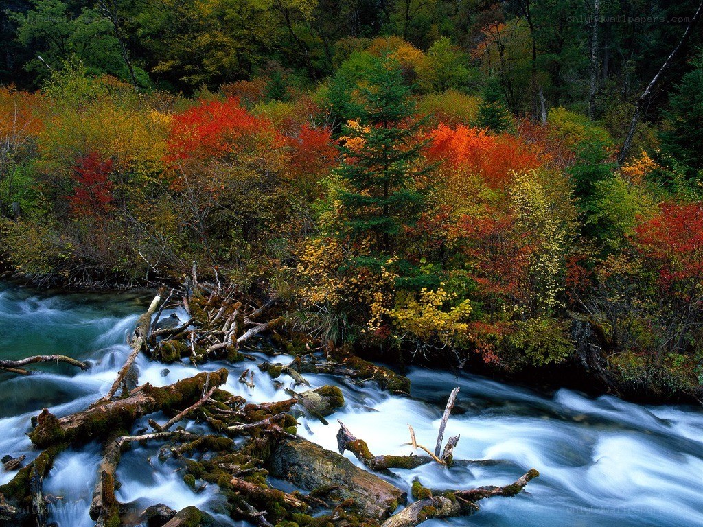 Autumn forest river scene