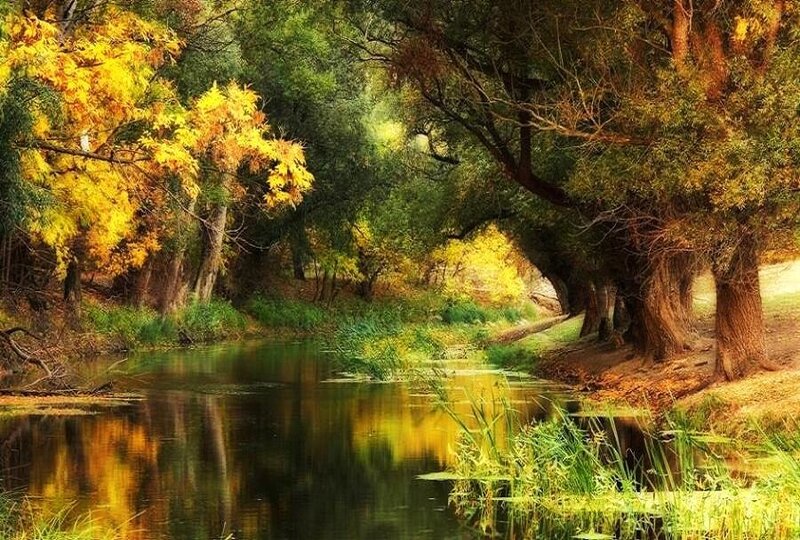 Autumn forest river scene