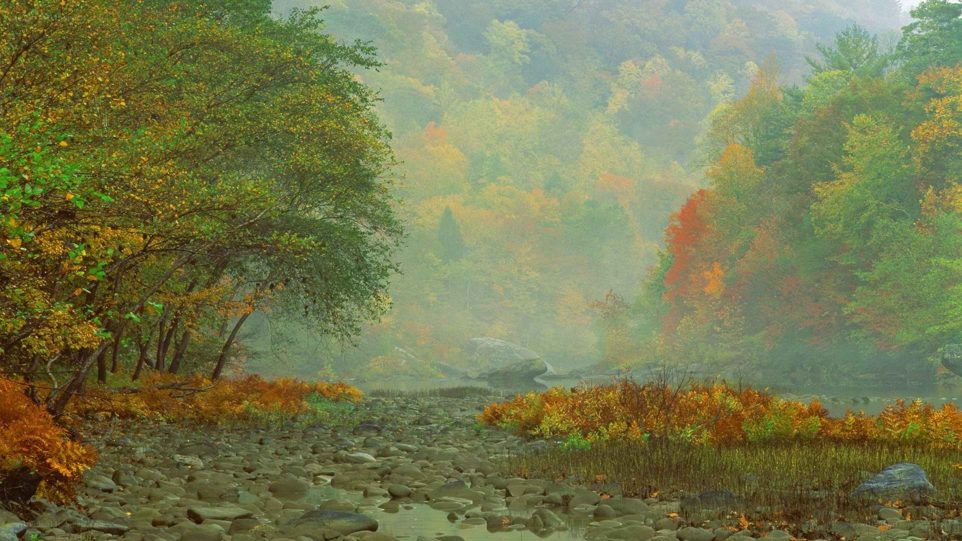 Autumn forest river scene