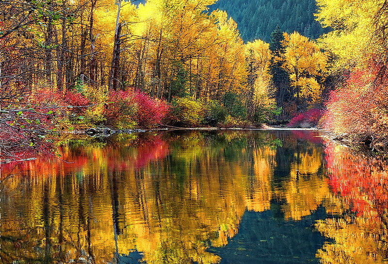 Autumn Forest River — Yellow, Serene, Photograph