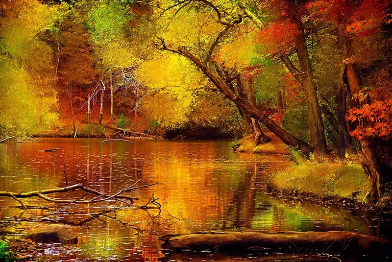 Autumn Forest River — Yellow, Serene, Photograph, Trees, Fallen Branches