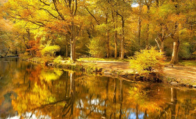 Autumn Forest River — Yellow, Serene, Photograph, Trees, Path