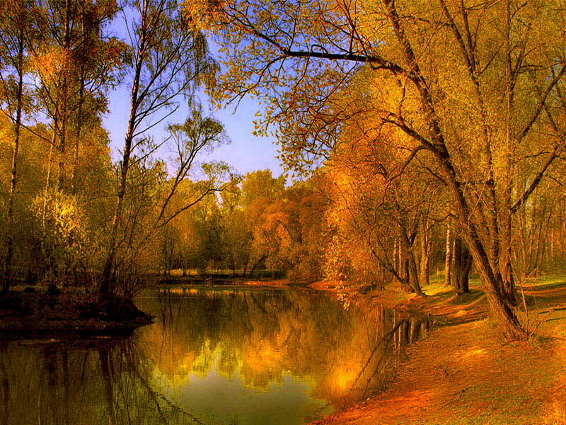 Autumn Forest River — Yellow, Serene, Photograph, Trees
