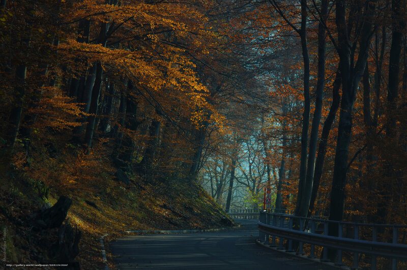 Autumn forest road