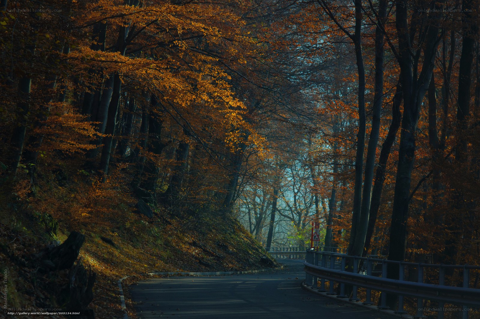 Autumn forest road