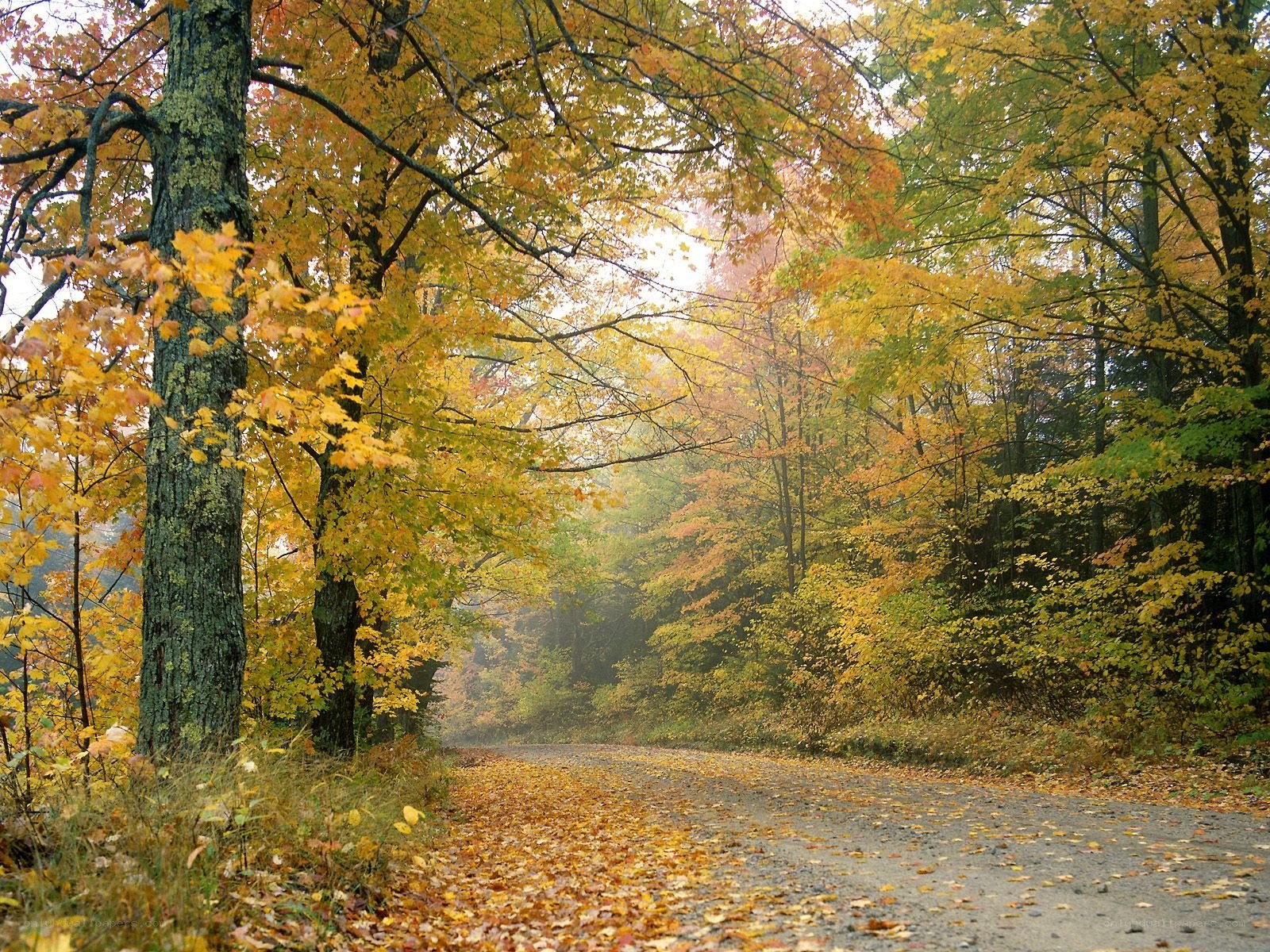 Autumn forest road