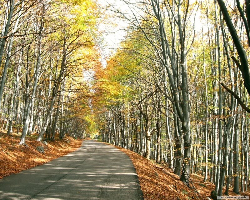 Autumn forest road