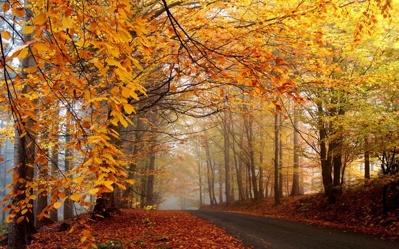 Autumn forest road
