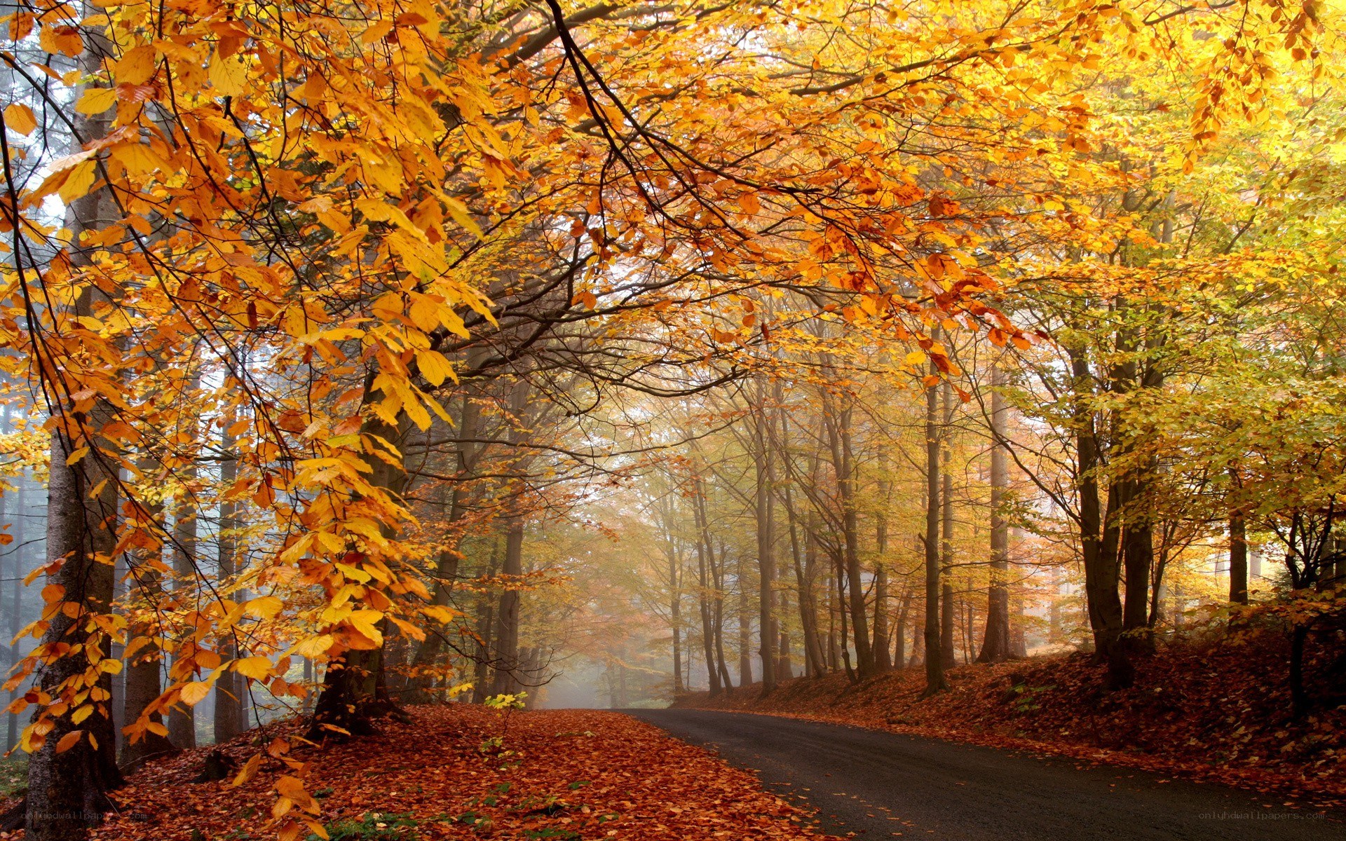 Autumn forest road
