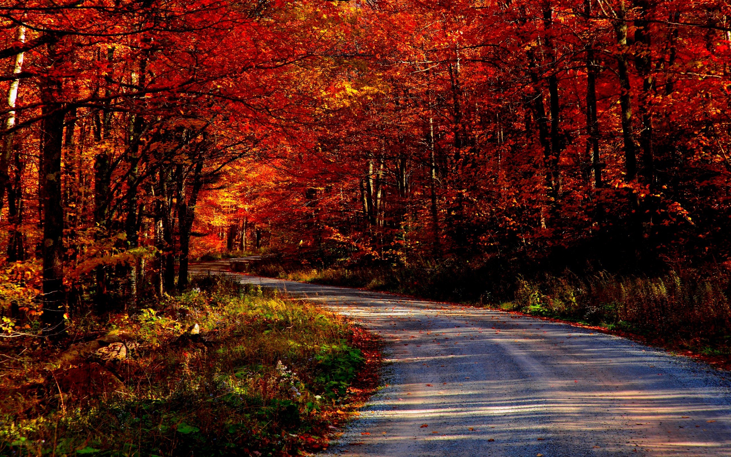 Autumn forest road