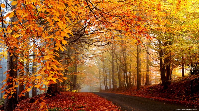 Autumn forest road