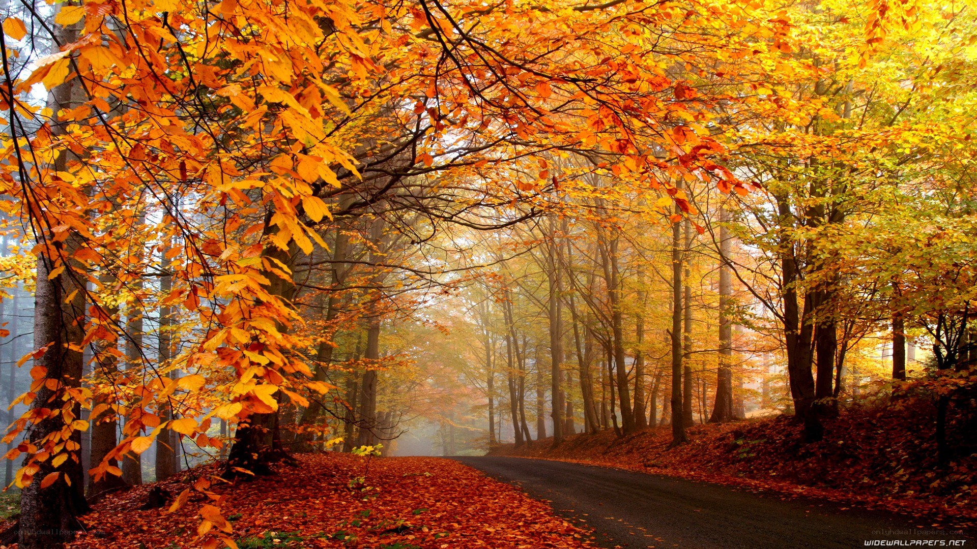 Autumn forest road