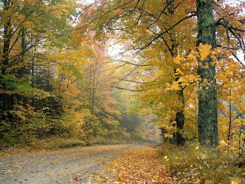 Autumn forest road