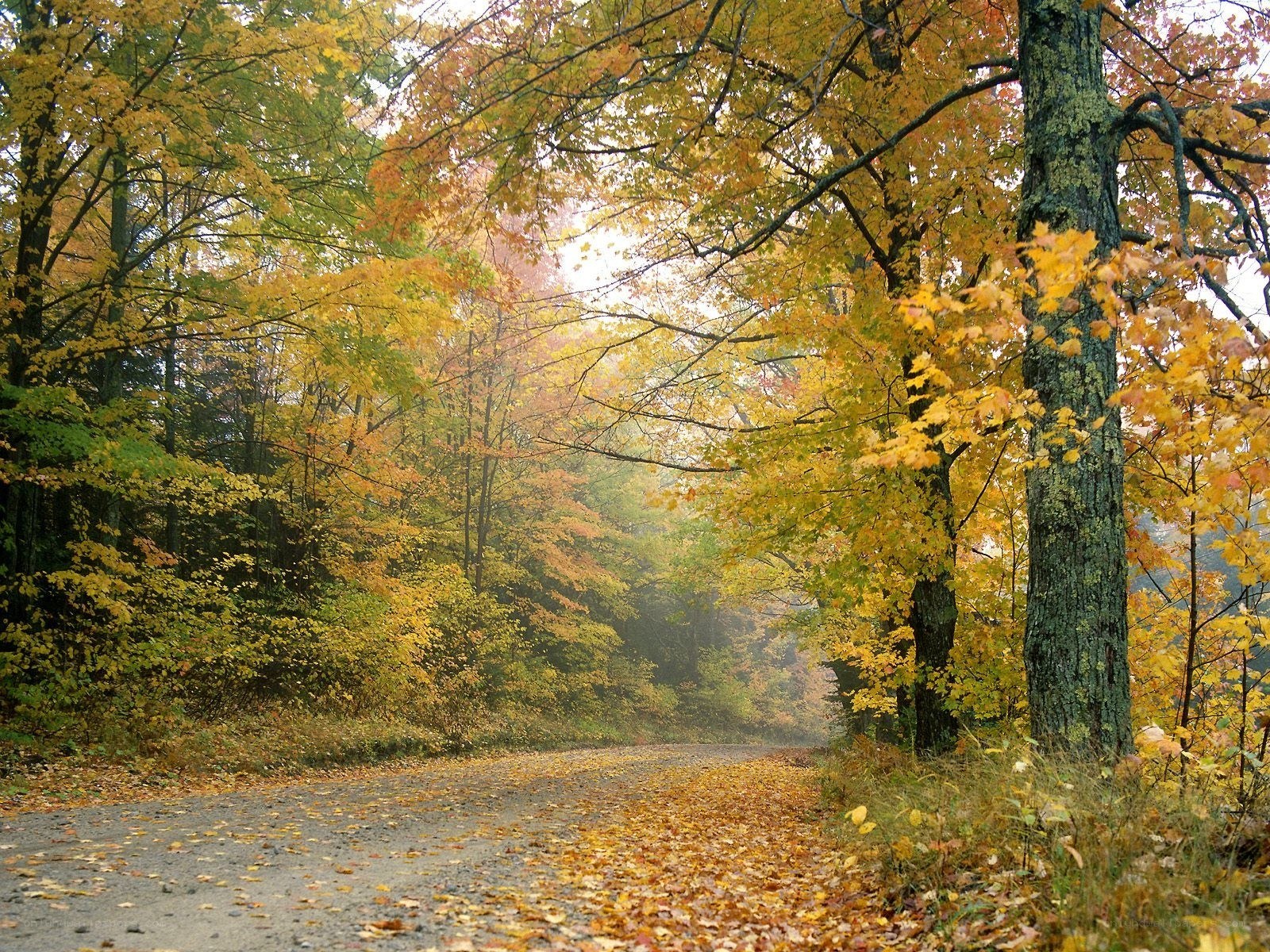 Autumn forest road
