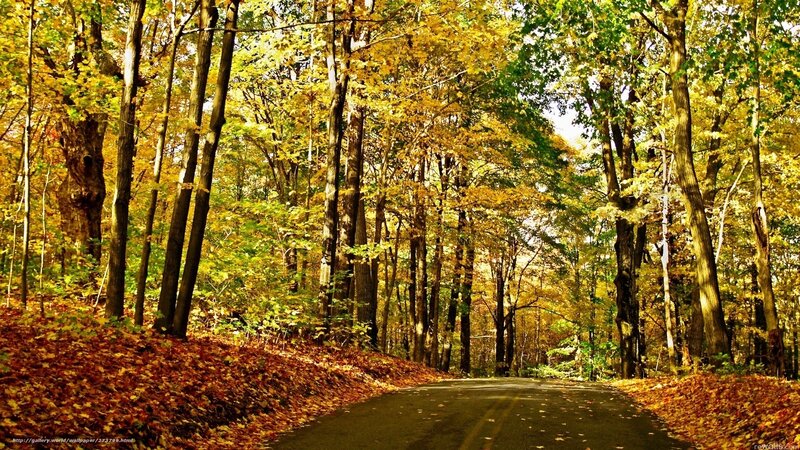 Autumn forest road