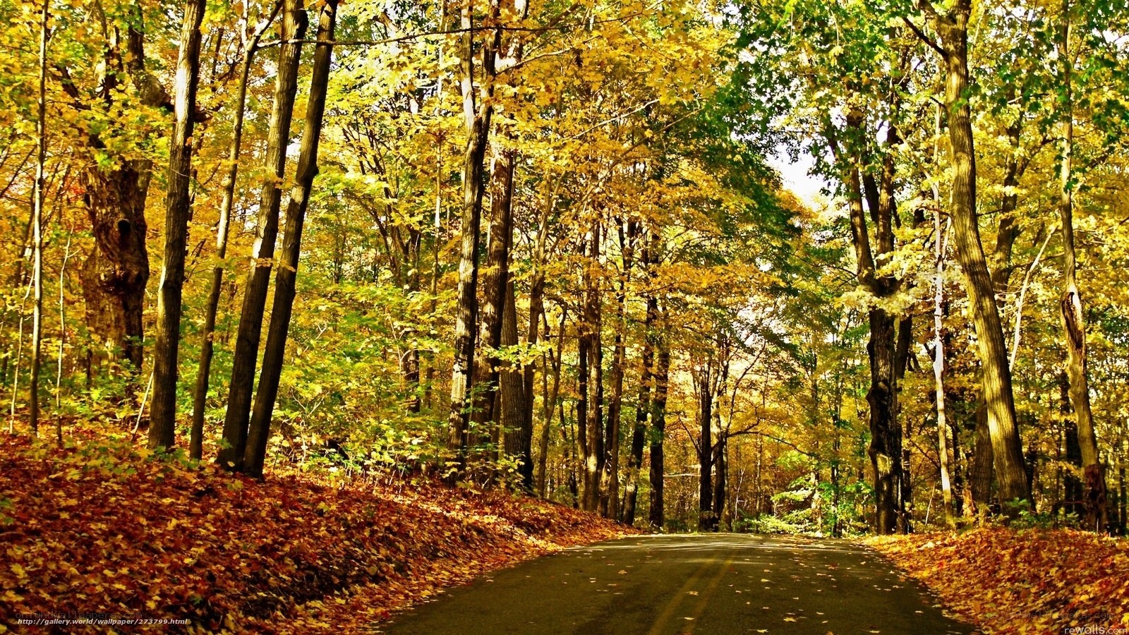 Autumn forest road