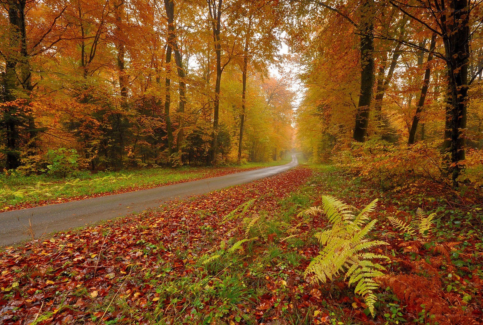 Autumn forest road