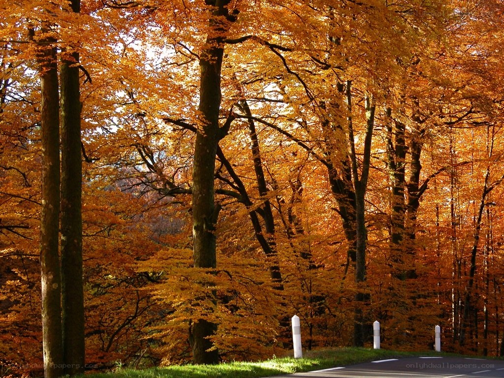 Autumn forest road