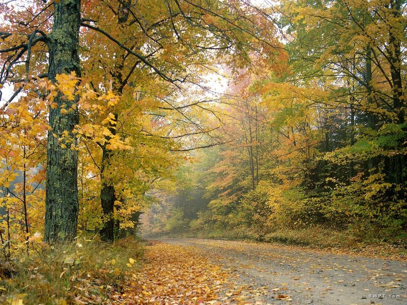 Autumn forest road