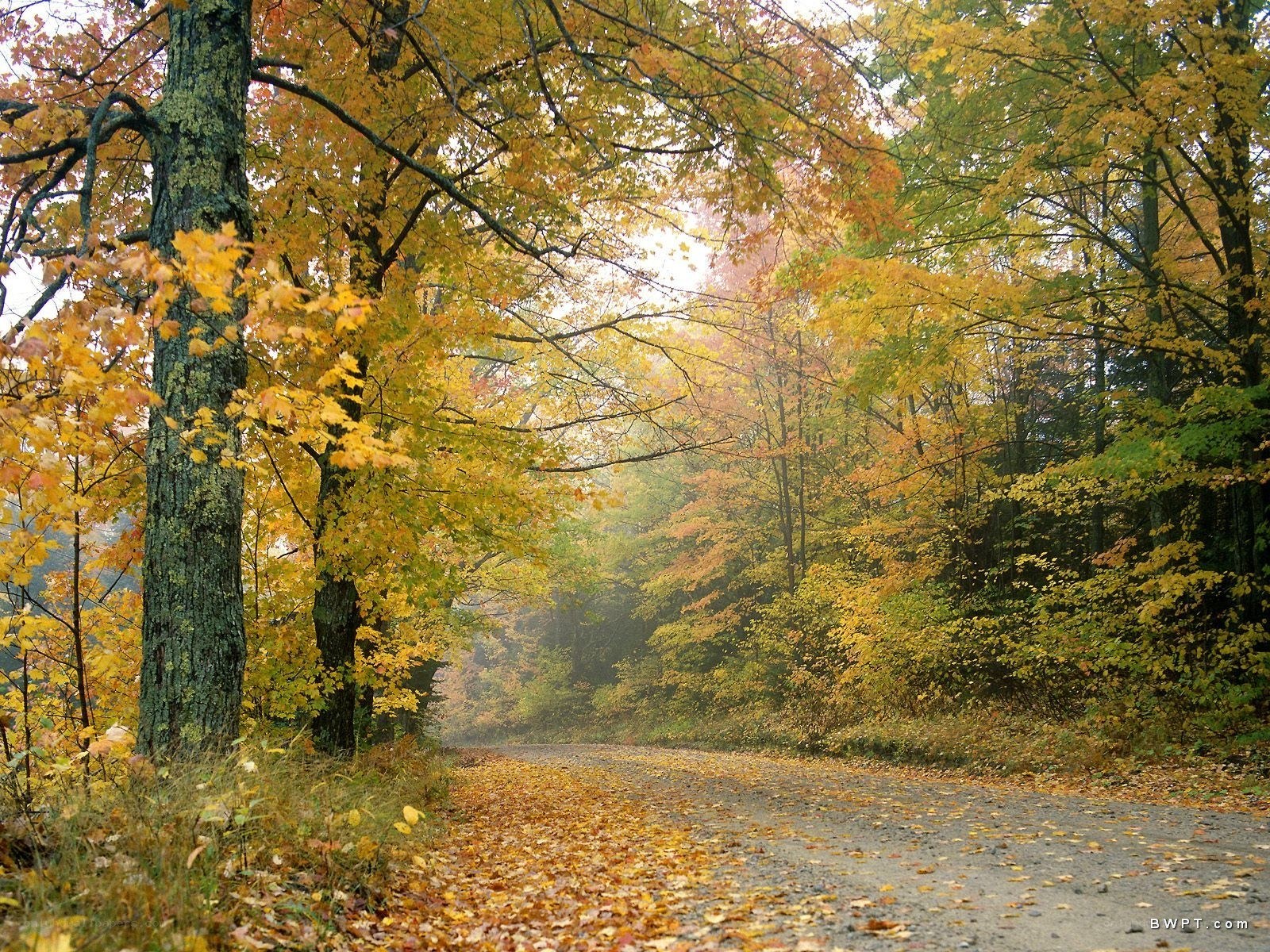 Autumn forest road