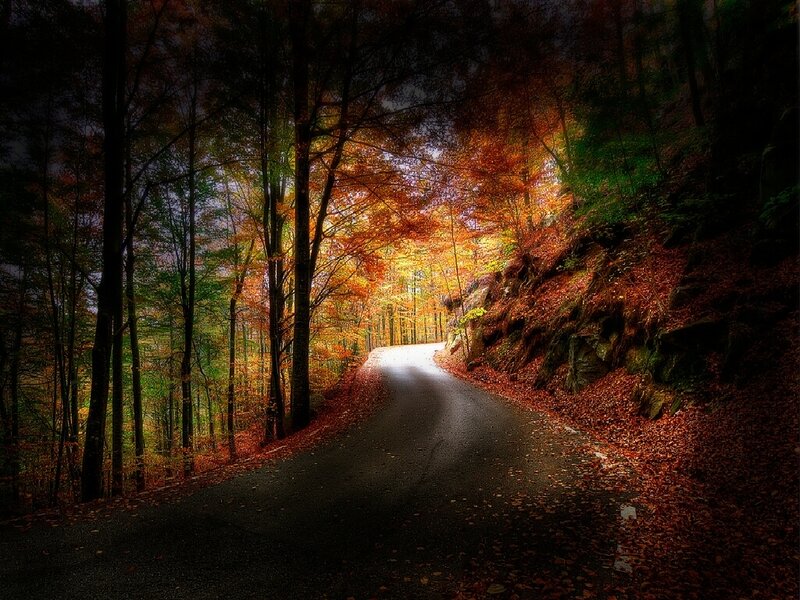 Autumn forest road