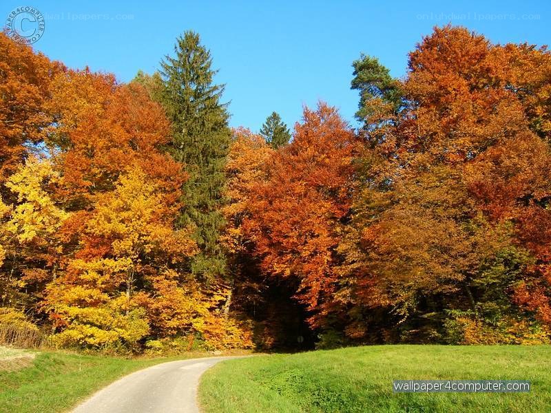 Autumn forest road