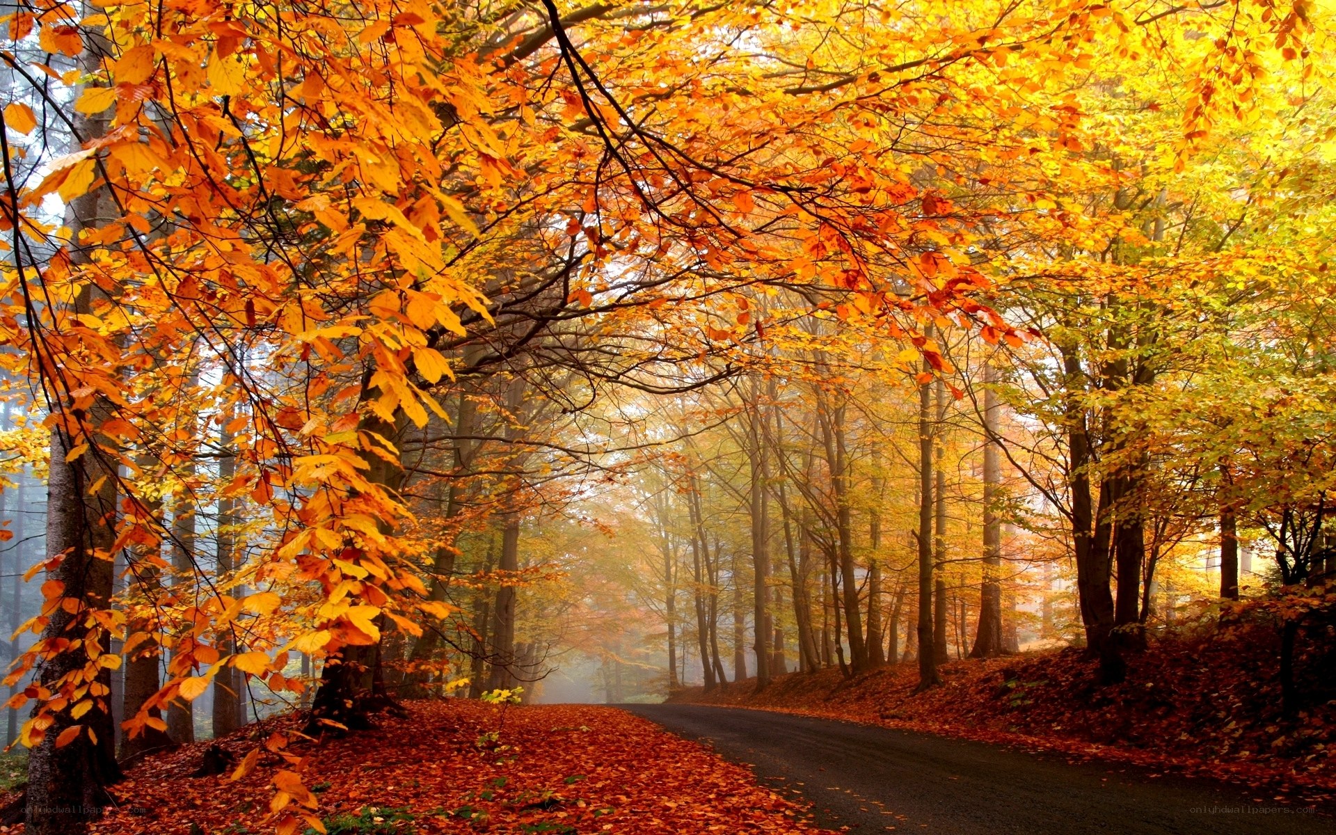 Autumn forest road