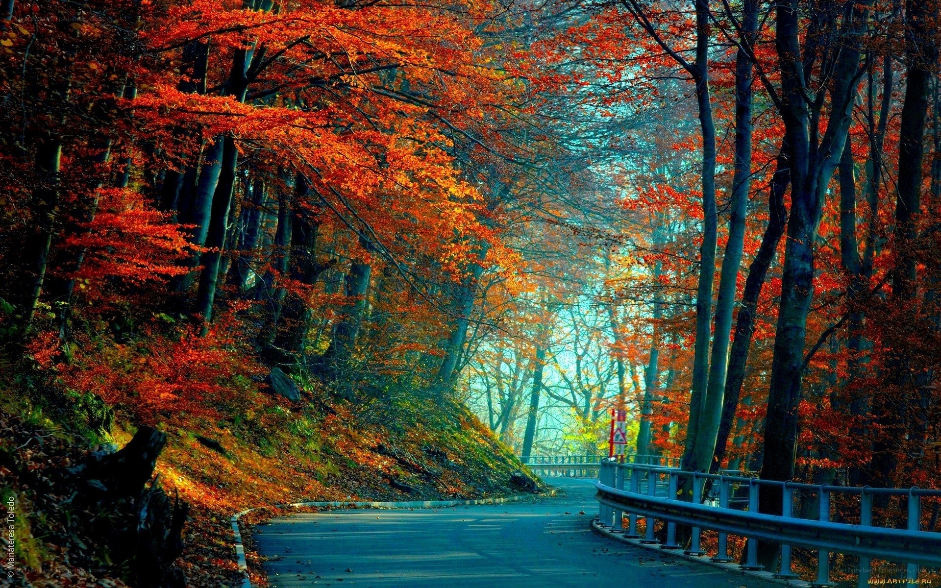 Autumn forest road