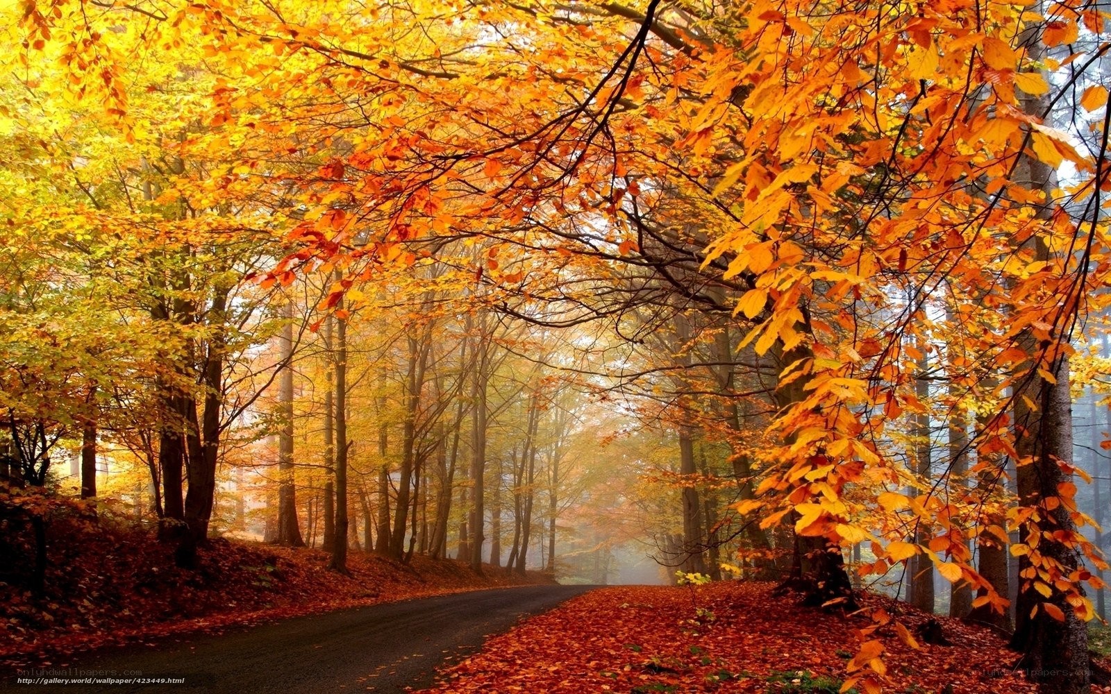 Autumn forest road