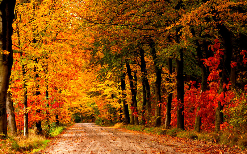 Autumn Forest Road — Orange, Serene, Photograph