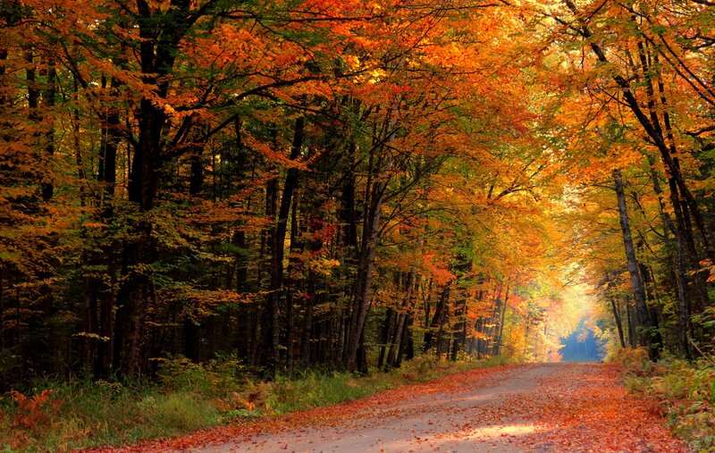 Autumn Forest Road — Orange, Serene, Photograph, Trees, Leaves, Path
