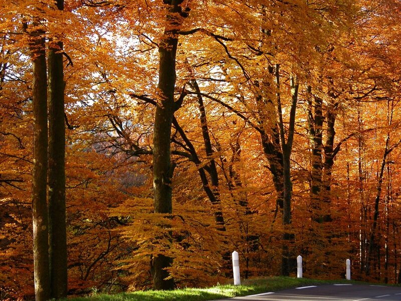 Autumn Forest Road — Orange, Serene, Photograph, Trees