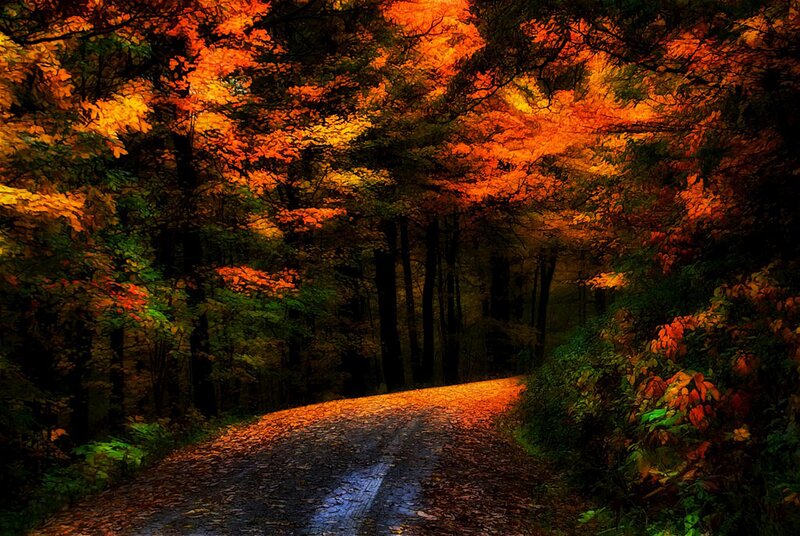 Autumn Forest Road — Orange, Serene