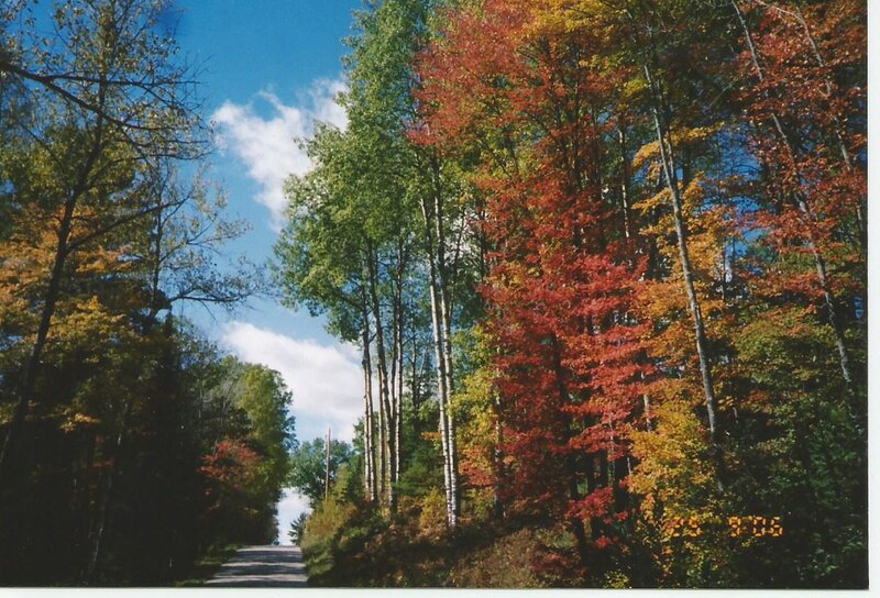 Autumn Forest Road — Red, Serene