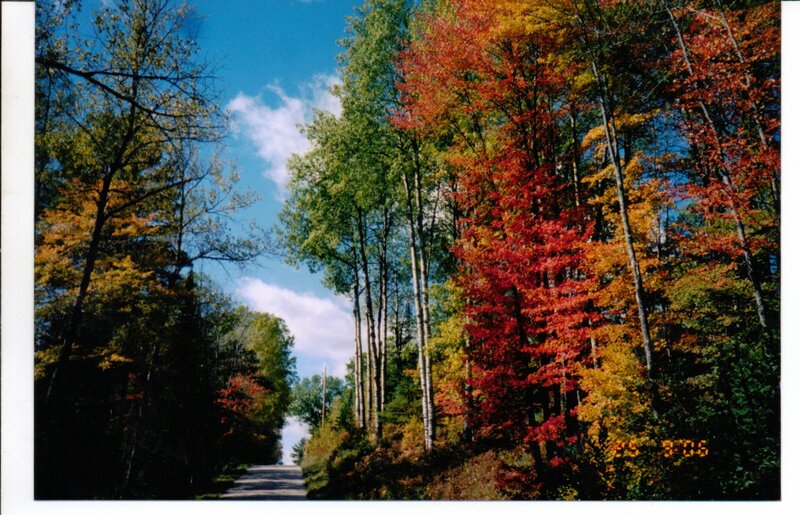 Autumn Forest Road — Red