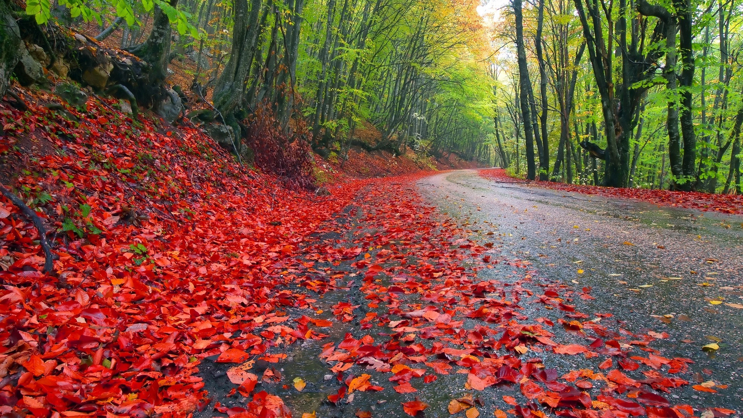 Autumn forest road with red leaves