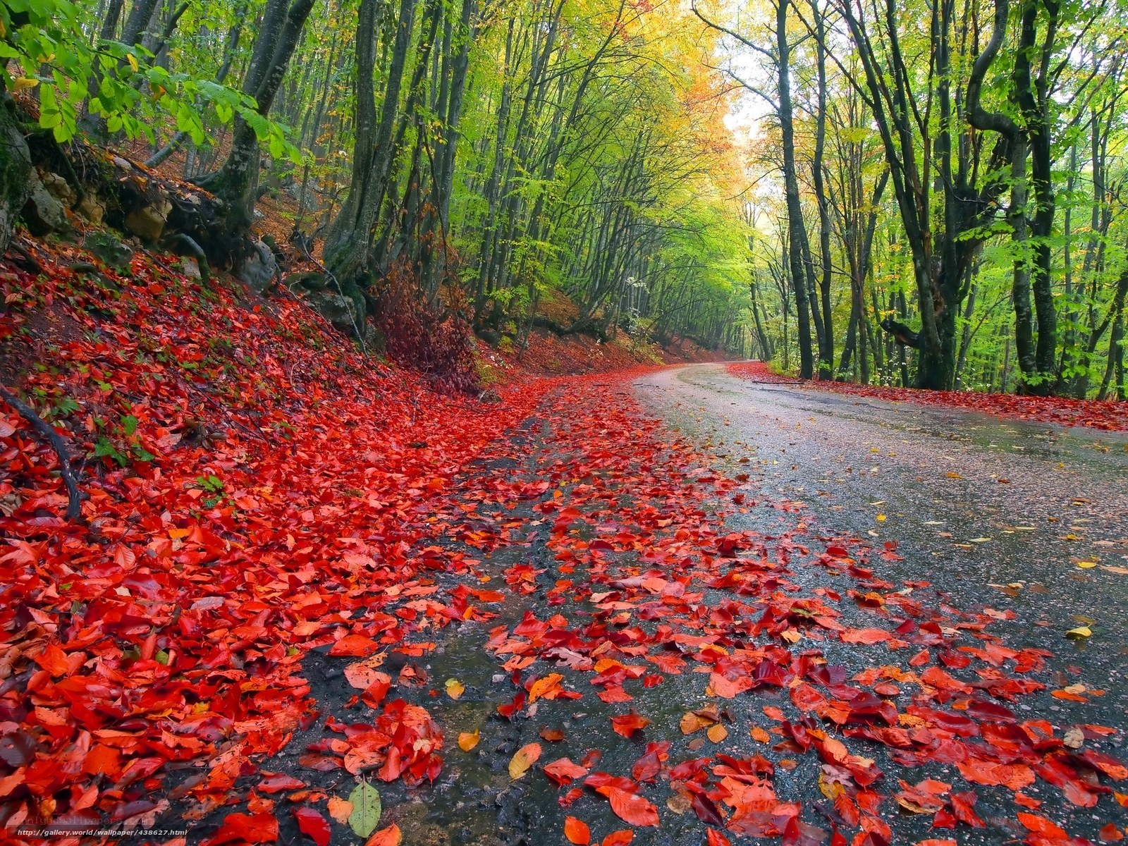 Autumn forest road with red leaves