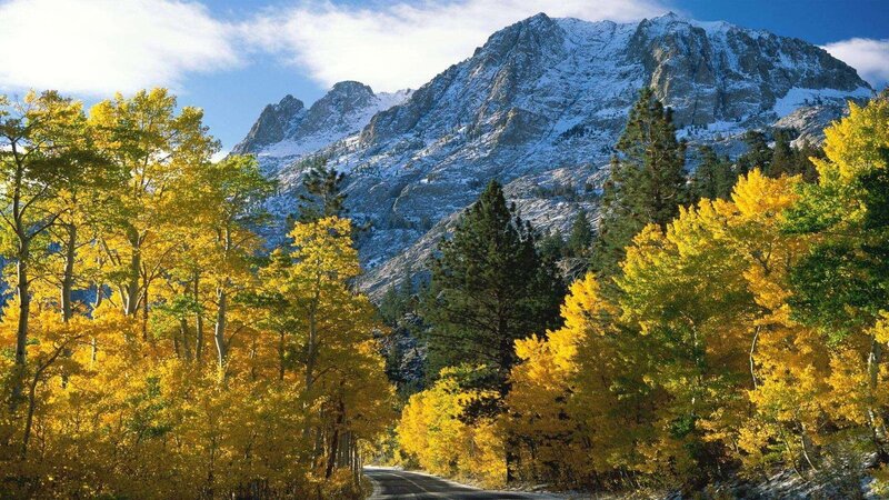 Autumn Forest Road — Yellow, Serene, Photograph, Mountain