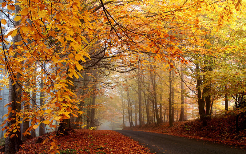 Autumn Forest Road — Yellow, Serene, Photograph
