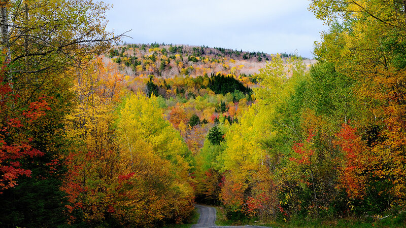Autumn Forest Road — Yellow, Serene, Photograph, Trees