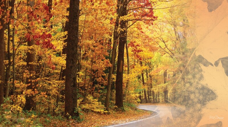 Autumn Forest Road — Yellow, Serene