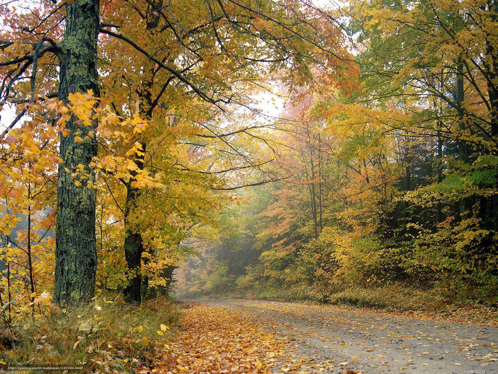 Autumn forest road