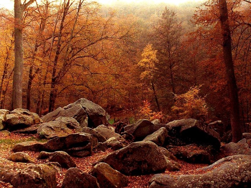Autumn Forest Rocks — Orange