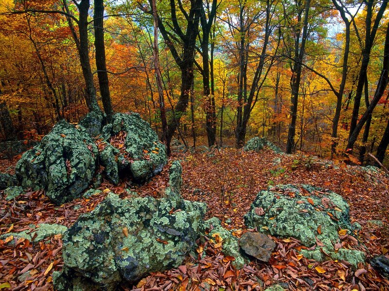 Autumn Forest Rocks