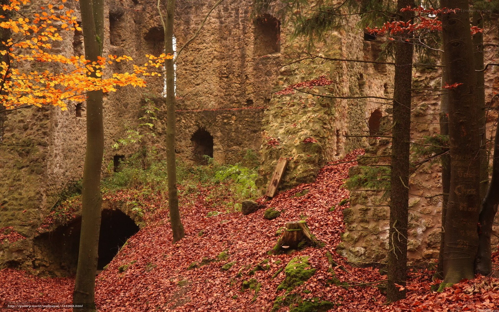 Autumn forest ruins