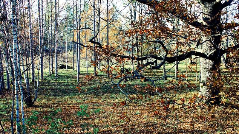 Autumn Forest Scene — Brown, Serene, Photograph