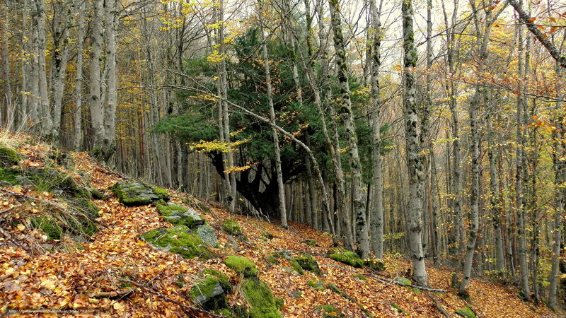 Autumn Forest Scene — Brown, Serene